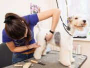 7 Reasons Why You Should Use Professional Dog Grooming Services