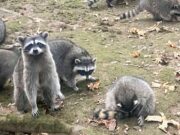 Female Telephone calls 911 After Being Hounded By As Much As 100 Raccoons 